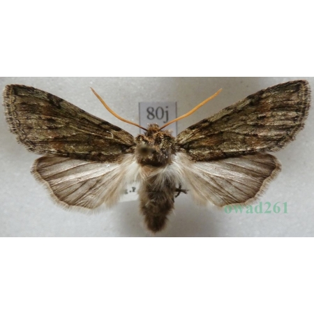 Polyploca ridens (Fabricius, 1787) Przestrożnica śmieszka Slovakia80j